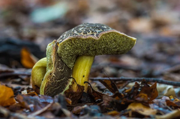 Mushroom Called Xerocomus Porosporus Imler — Stock Photo, Image