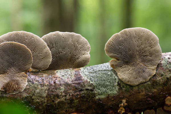 Mushroom Called Daedaleopsis Growing Sallow Wood Forest — Stock Photo, Image