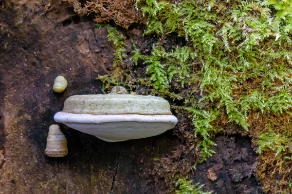 Fomes Fomentarius Commonly Known Tinder Fungus False Tinder Fungus Hoof — Stock Photo, Image