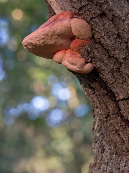 Oxfilé Svamp Suddig Och Bokeh Bakgrund Kallas Även Oxe Tungan — Stockfoto