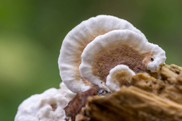 White mushroom called bicolour Turkey tail mushroom - Gloeoporus dichrous