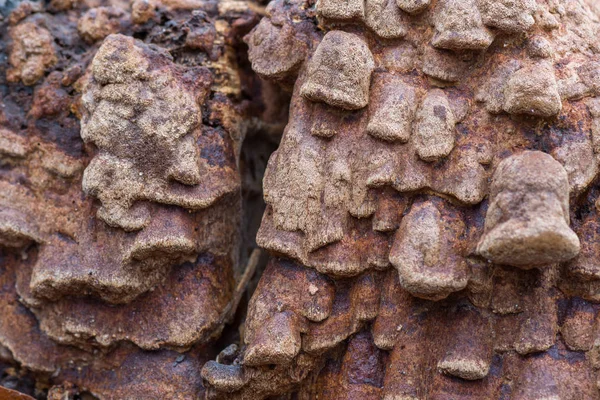 カワウソタケ属 Rheades と呼ばれる茶色の菌 — ストック写真