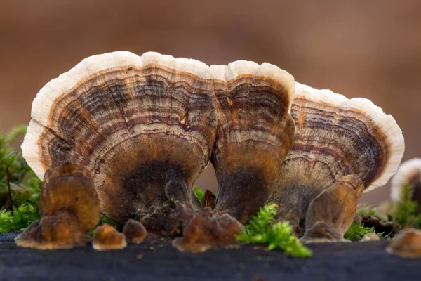 Καφετιά Μανιτάρια Ομάδα Που Ονομάζεται Trametes Versicolor Στον Κορμό Σημύδα — Φωτογραφία Αρχείου