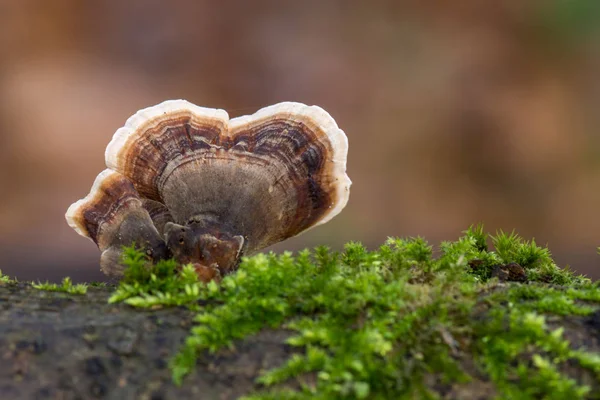 Καφέ Μανιτάρι Ονομάζεται Trametes Versicolor Στον Κορμό Σημύδα — Φωτογραφία Αρχείου