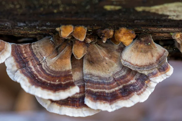 Brown Mushrooms Group Called Trametes Versicolor Trunk Birch Stock Image