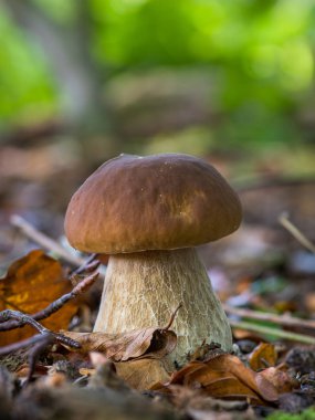 Kahverengi yenilebilir mantar boletus mantarı, ormanda denir.