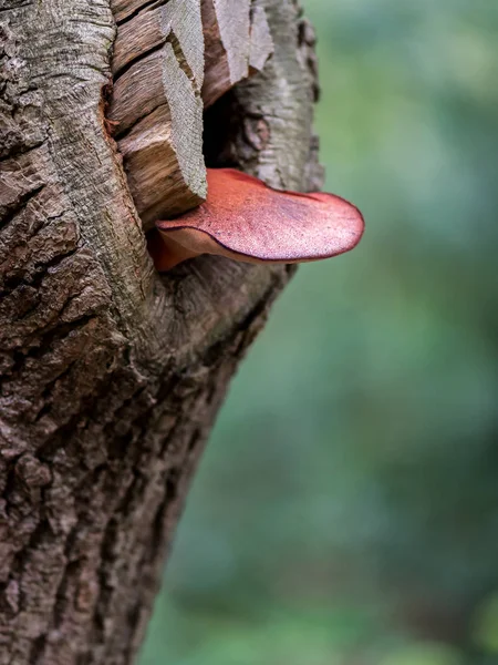 Red Mushroom Called Beefsteak Fungus Also Known Beefsteak Polypore Tongue — Stock Photo, Image