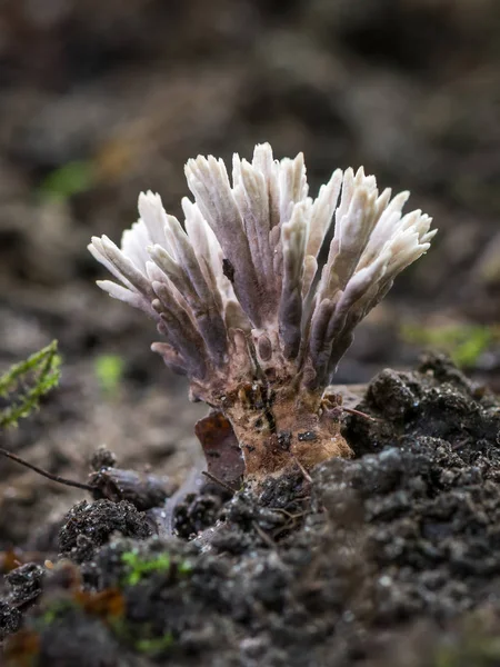 Cogumelo Chamado Thelephora Anthocephala — Fotografia de Stock
