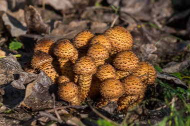 Turuncu mantar Grup, pullu Pholiota - Pholiota squarrosa