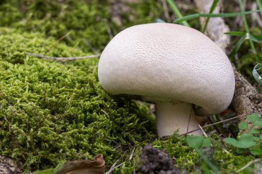 The prince, agaricus augustus in natural habitat after rain clipart