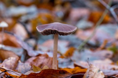 Kahverengi mantar orman Psathyrella bipellis yere