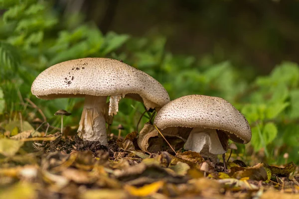 Белый Гриб Земле Принц Agaricus Augustus Естественной Среде Обитания После — стоковое фото