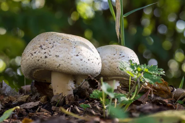 Champiñón Blanco Suelo Príncipe Agaricus Augustus Hábitat Natural Después Lluvia — Foto de Stock