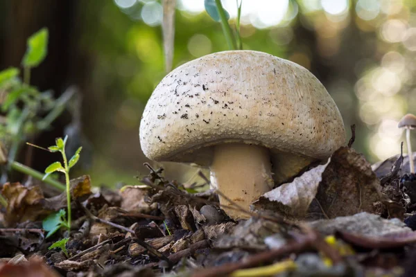 Белый Гриб Земле Принц Agaricus Augustus Естественной Среде Обитания После — стоковое фото