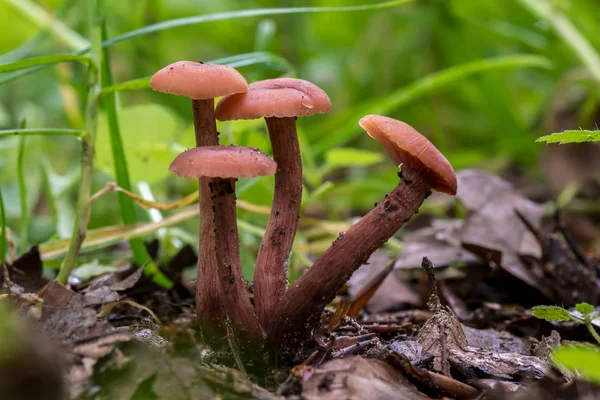 Orangenpilz Laccaria Laccata — Stockfoto