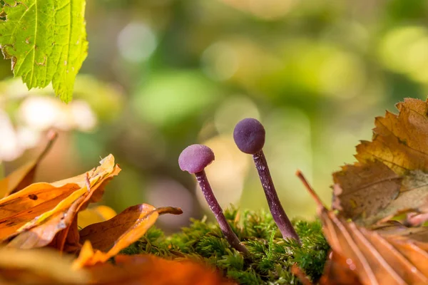 Purple Mushrooms Small Purple Amethyst Deceiver Laccaria Amethystina — Stock Photo, Image