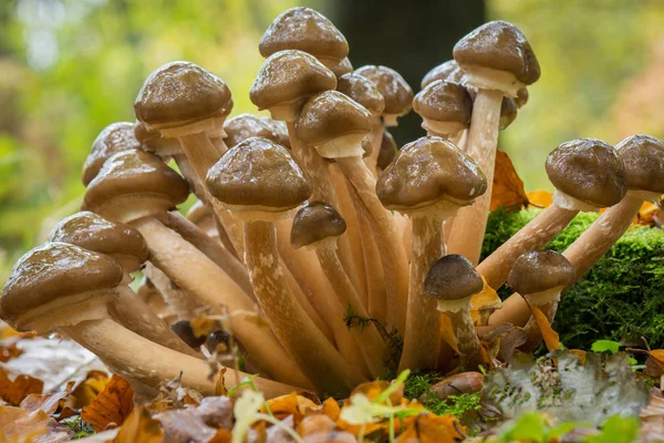 Grupo Cogumelos Marrons Cluster Mel Fungo Armillaria Mellea — Fotografia de Stock