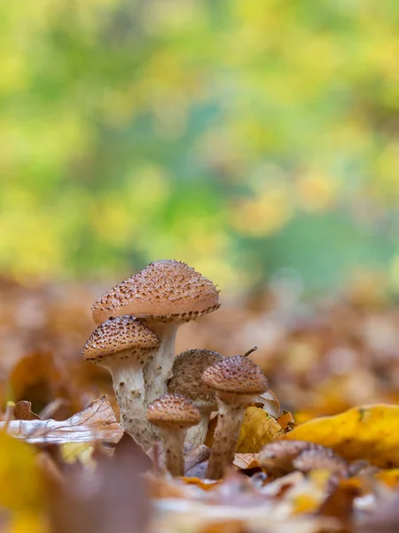 Braune Pilzgruppe Auf Dem Waldboden Weicher Hintergrund Fliegenpilze Tricholomataceae — Stockfoto