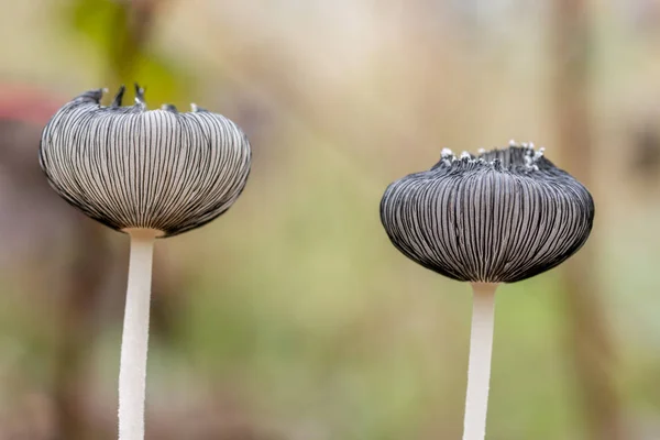 White Mushroom Grass Coprinopsis Lagopus Forest — Stock Photo, Image