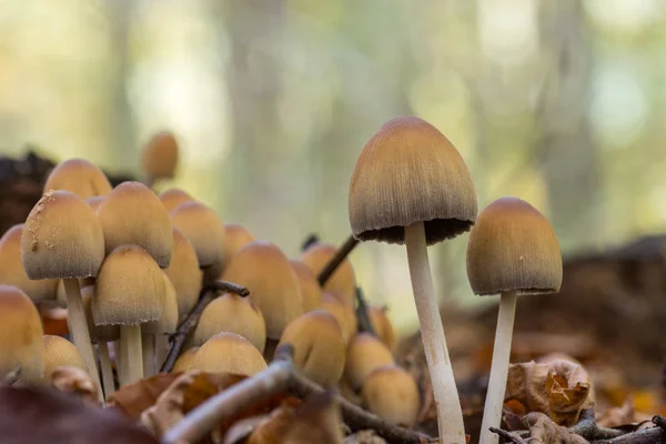 Bir grup aile Coprinellus sp. (Coprinellus truncorum mantar)