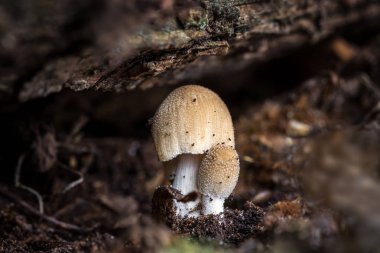 Bir grup aile Coprinellus sp. (Coprinellus truncorum mantar)