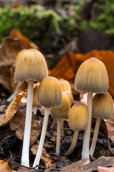 Grupo Cogumelos Família Coprinellus Coprinellus Truncorum — Fotografia de Stock