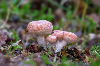 Pink mushroom group, milkcap lactarius torminosus clipart