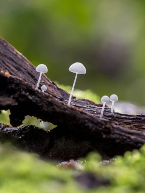 Mycena adscendens denilen küçük mantar 