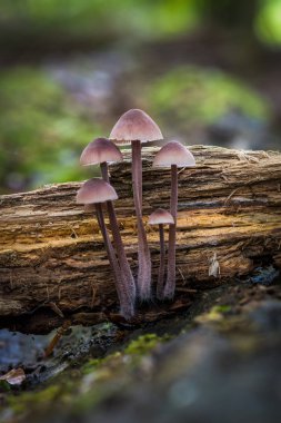 Mantar mycena haematopus, kanama peri kask, burgundydrop kaporta veya kanama Mycena bilinen