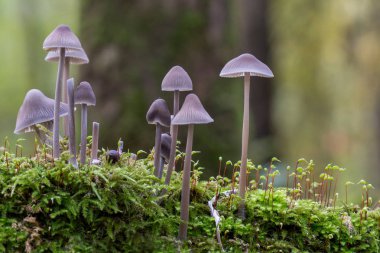 Pembe mantar orman yere. Mycena polygramma 