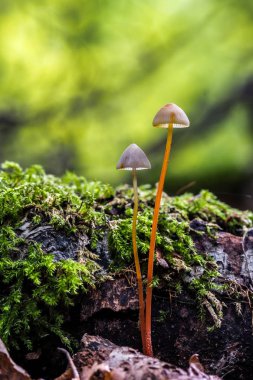 Mantar üzerinde arka plan bulanık. Mantar crocata. HDR fotoğraf içinde belgili tanımlık geçmiş güzel bokeh ile. Kırmızı kök. 