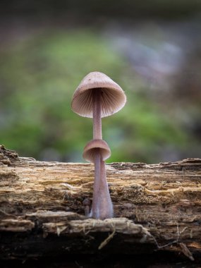 Mantar mycena haematopus, kanama peri kask, burgundydrop kaporta veya kanama Mycena bilinen