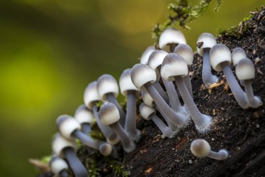 Beyaz arka plan üzerinde bulanık mantar. Mycena's-spec