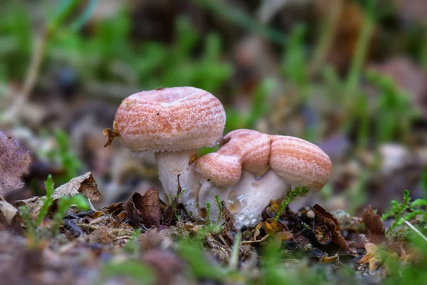 Pembe mantar Grup, milkcap lactarius torminosus