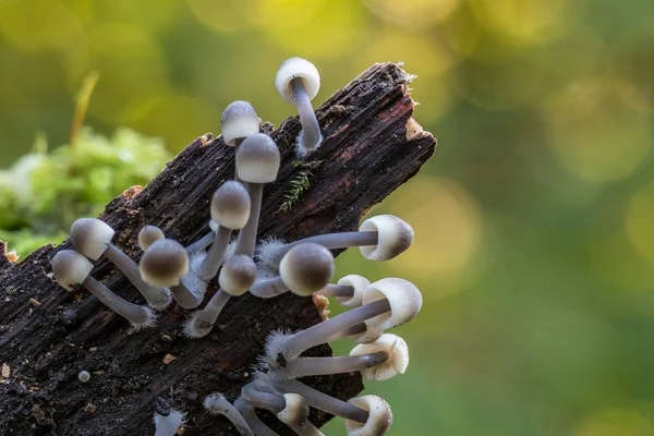 White Mushrooms Blurred Background Mycena Spec — Stock Photo, Image