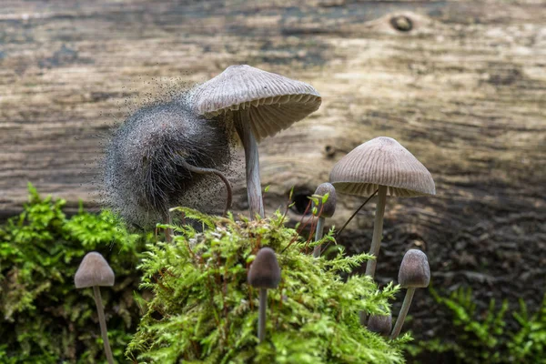 Svamp Med Svamp Mycena Täckt Med Svamp Som Kallas Spinellus — Stockfoto