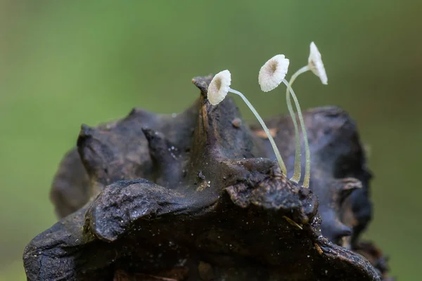 Rare White Mushroom Mycena Cecidiophila — Stock Photo, Image