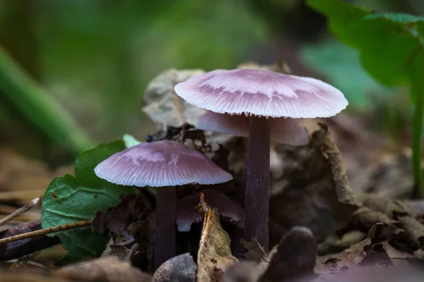 Rosa Pilze Auf Dem Waldboden Mycena Pura Leicht Giftige Pilznarkotika — Stockfoto