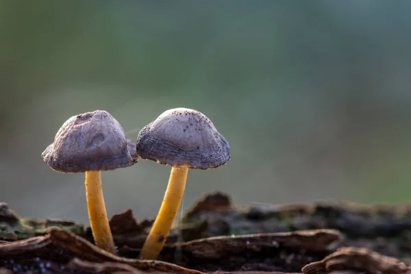 Zwei Kleine Pilze Auf Verschwommenem Hintergrund Mykenpilz — Stockfoto