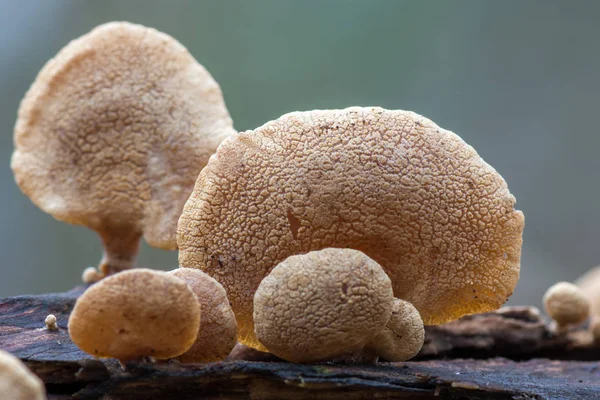 Paddestoelen Bittere Oysterling Schimmels Panellus Stipticus Mycena — Stockfoto