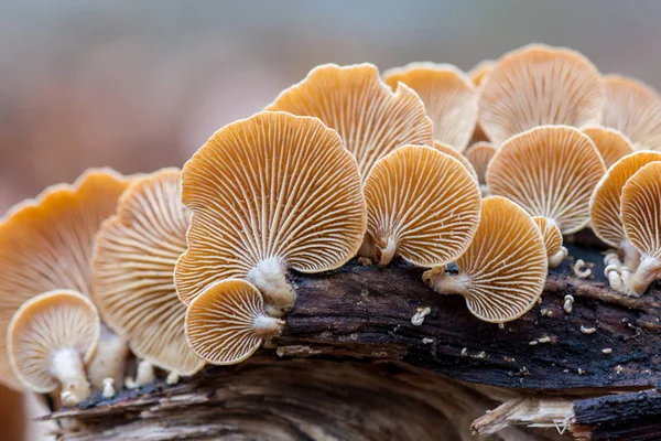 Mushrooms Bitter Oysterling Fungi Panellus Stipticus Mycena — Stock Photo, Image