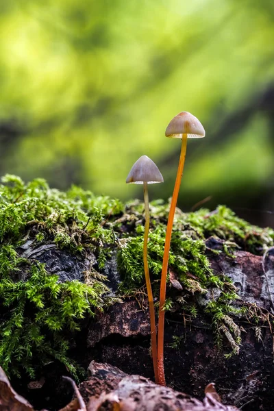 Pilz Auf Verschwommenem Hintergrund Pilzkrokodile Hdr Foto Mit Schönen Bokeh — Stockfoto