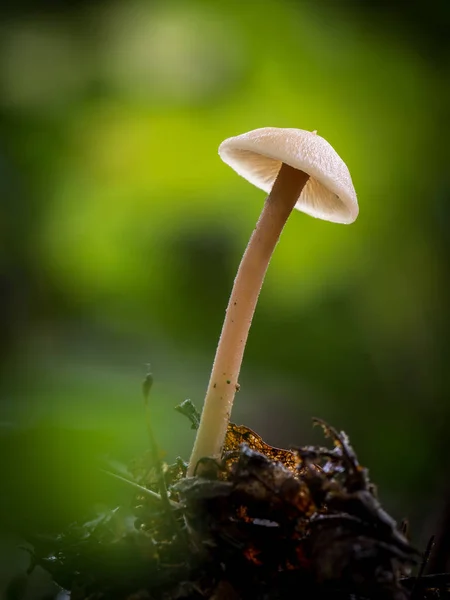 Grzyb Muchomor Lesie Miękkie Podłoże — Zdjęcie stockowe