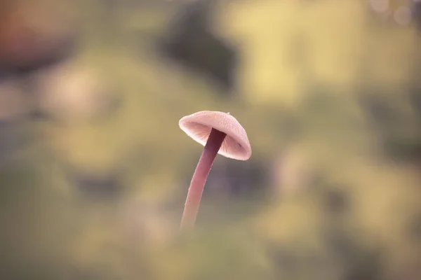 Witte Dop Onscherpe Achtergrond Paddestoel Mycena Het Forest Zachte Achtergrond — Stockfoto