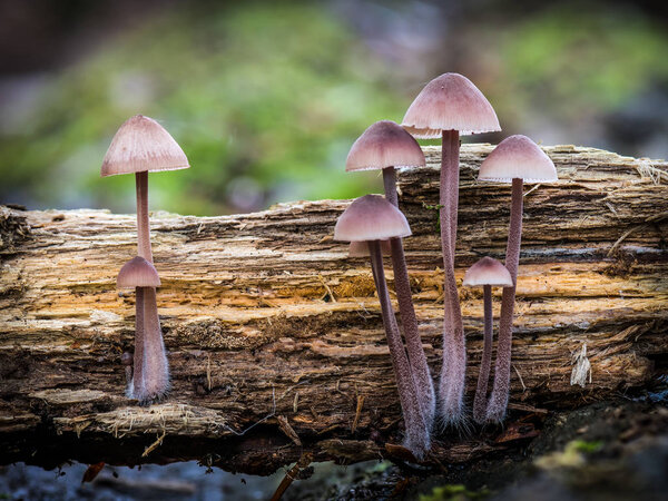 Mushroom mycena haematopus, commonly known as the bleeding fairy helmet, the burgundydrop bonnet, or the bleeding Mycena