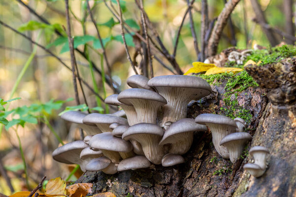 Mushroomgroup on trunk. Mushrooms/Pleurotus ostreatus