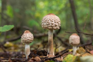 Beyaz mantar üzerinde arka plan bulanık. Shaggy şemsiye (Chlorophyllum rhacodes) - Hollanda