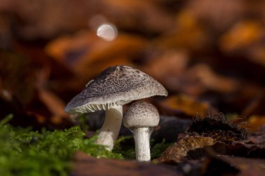 İki büyük orman, Tricholoma mantar