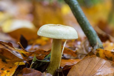 Sarı mantar, tricholoma sulphureum