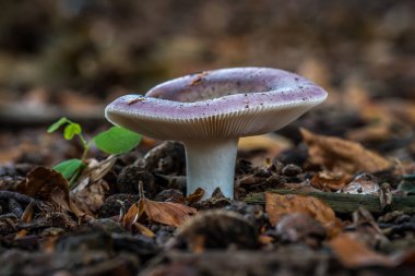 Pembe mantar üzerinde arka plan bulanık. Mantar russula